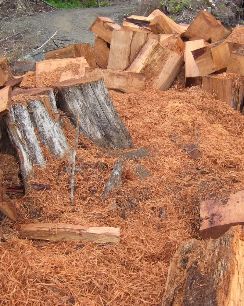Troncos de cedro rojo recién cortado mostrando la veta - nota de base del perfume Santal 33