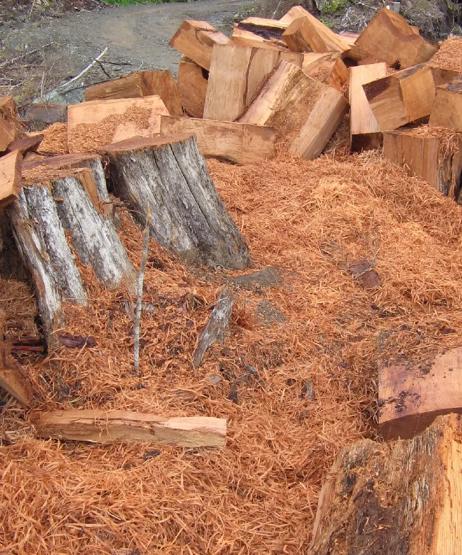 Troncos de cedro rojo recién cortado mostrando la veta - nota de base del perfume Santal 33