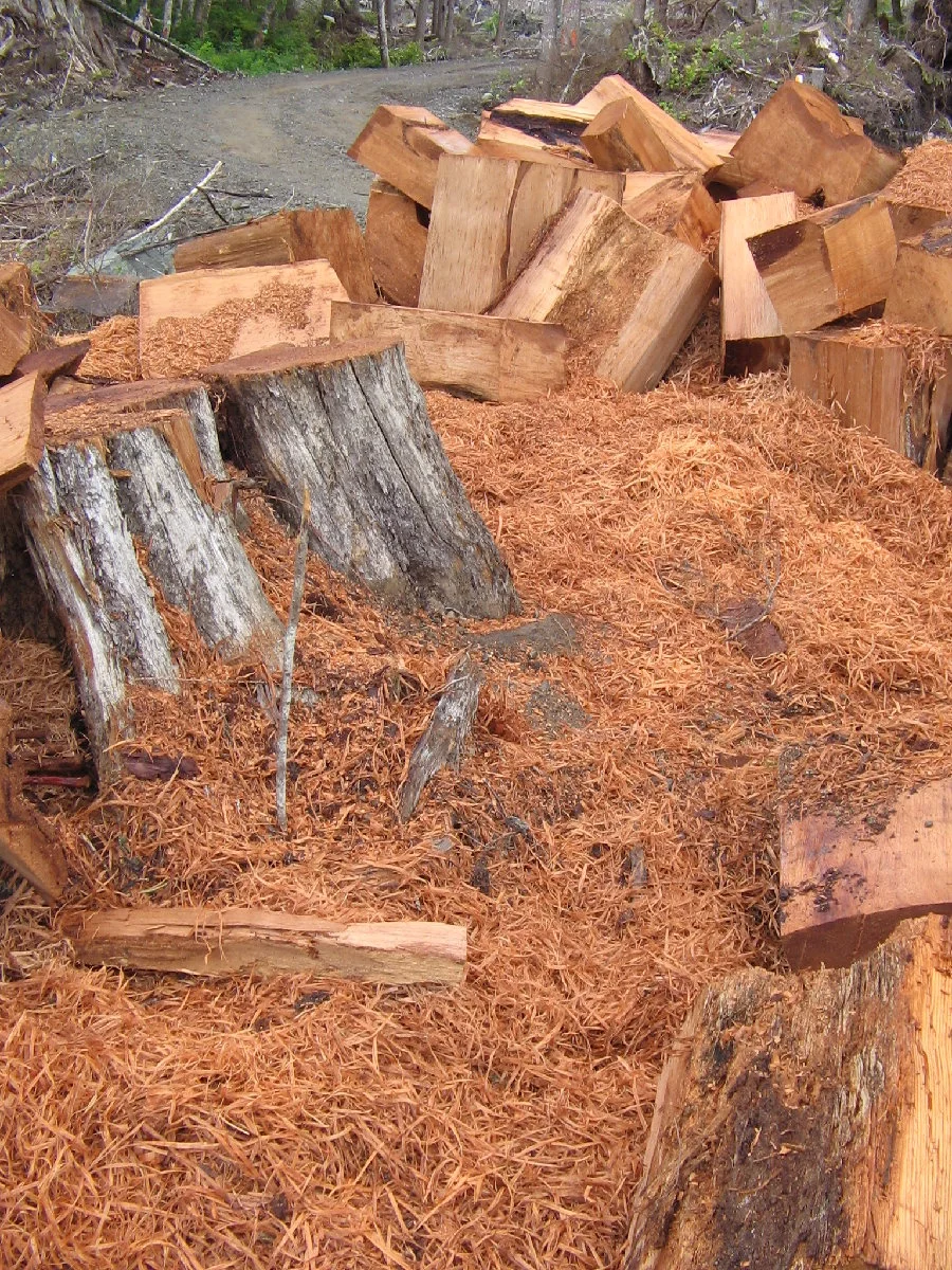 Madera de cedro rojo recién cortada - nota de base en el perfume Santal 33 Le Labo