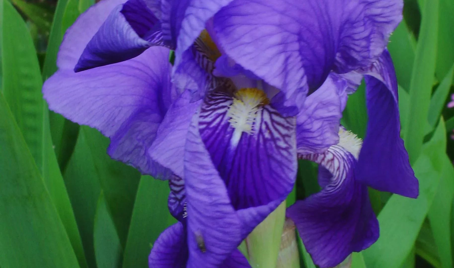 Flor de iris germanica azul - nota de corazón en el perfume Santal 33 Le Labo