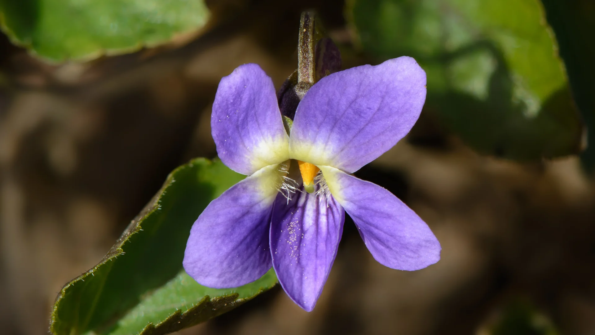 Flor de violeta Viola odorata - nota de salida del perfume Santal 33 Le Labo