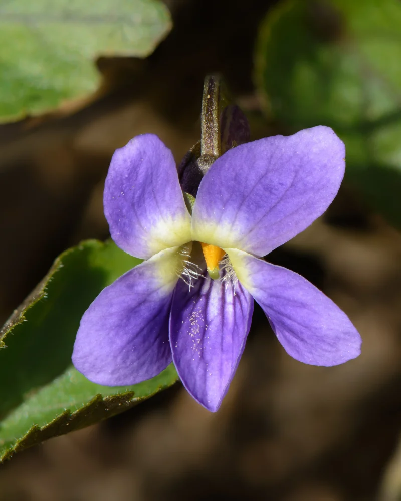 Flor de violeta Viola odorata - nota de salida del perfume Santal 33 Le Labo