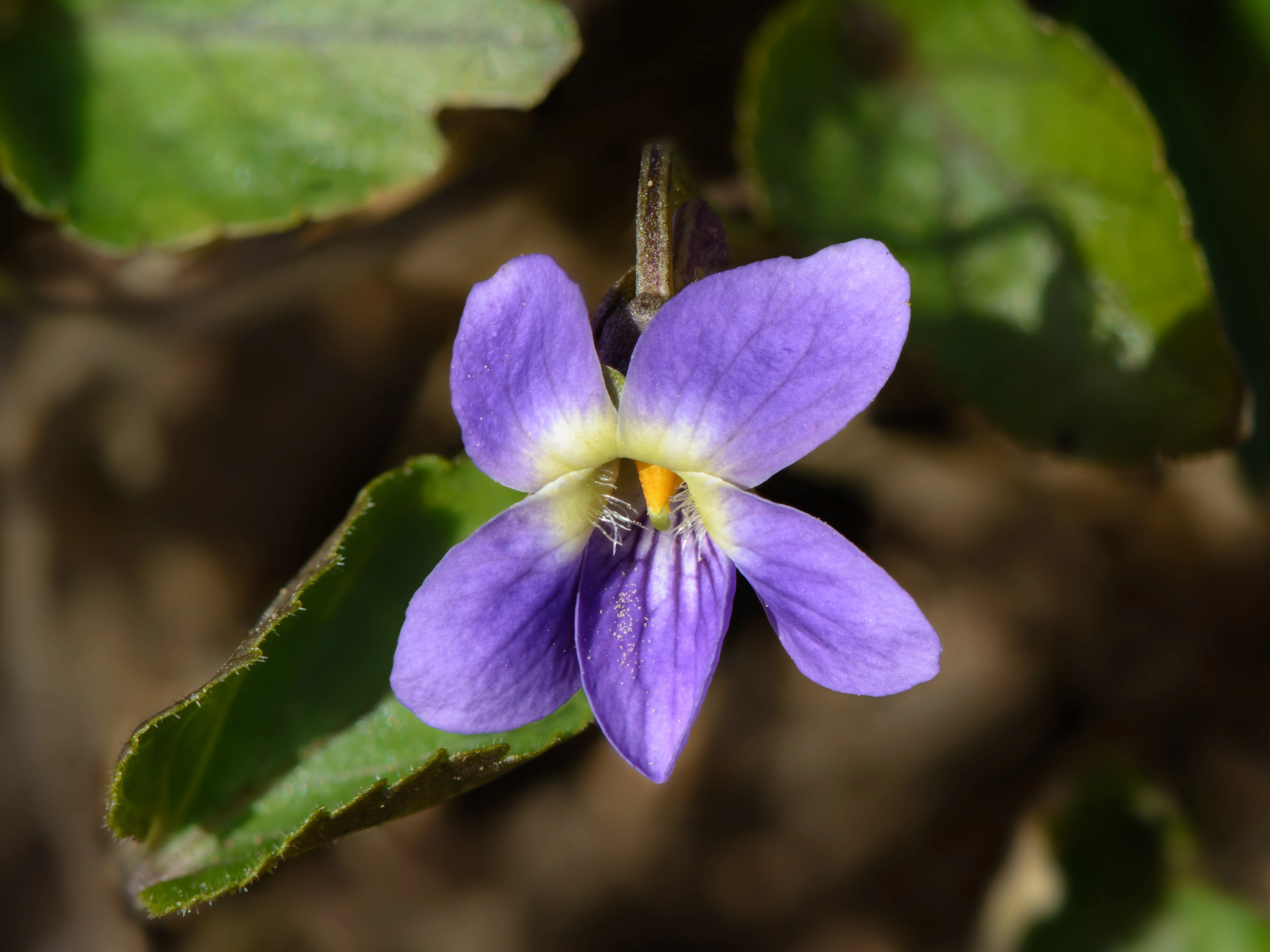Flor de violeta Viola odorata - fragancia Santal 33 mencionada en canción de Peso Pluma